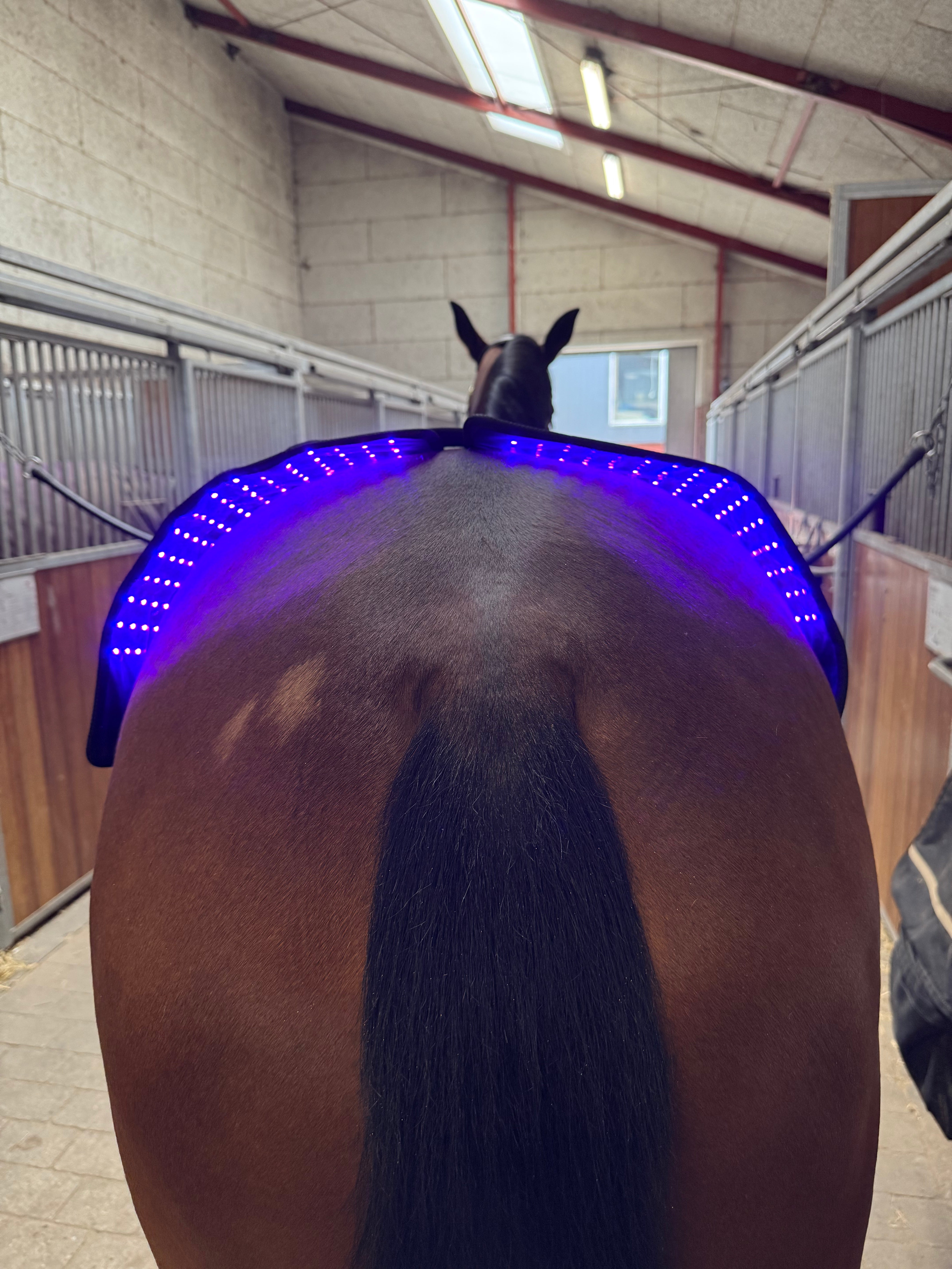 Innolight Therapy Pro Duo