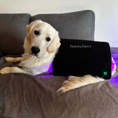 Innolight Therapy K9