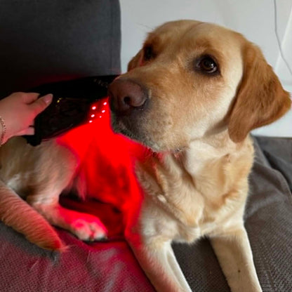Innolight Therapy K9