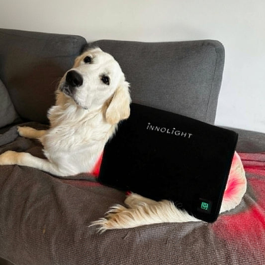 Innolight Therapy K9