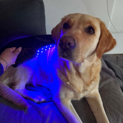 Innolight Therapy K9