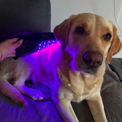 Innolight Therapy K9